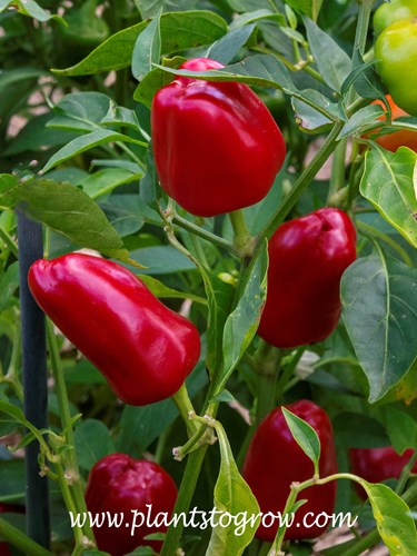 Cupid Minni Bell Lunch Box Pepper (Capsicum annuum)